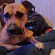 Duke is registered to the contest to win money with this photo: blanket, blurry, brown_fur, canine, close_up, collar, dog, door, human_leg, indoor, jeans, living_space, nails, paws, pet, portrait, remote, snout, trash_bag, wallpaper