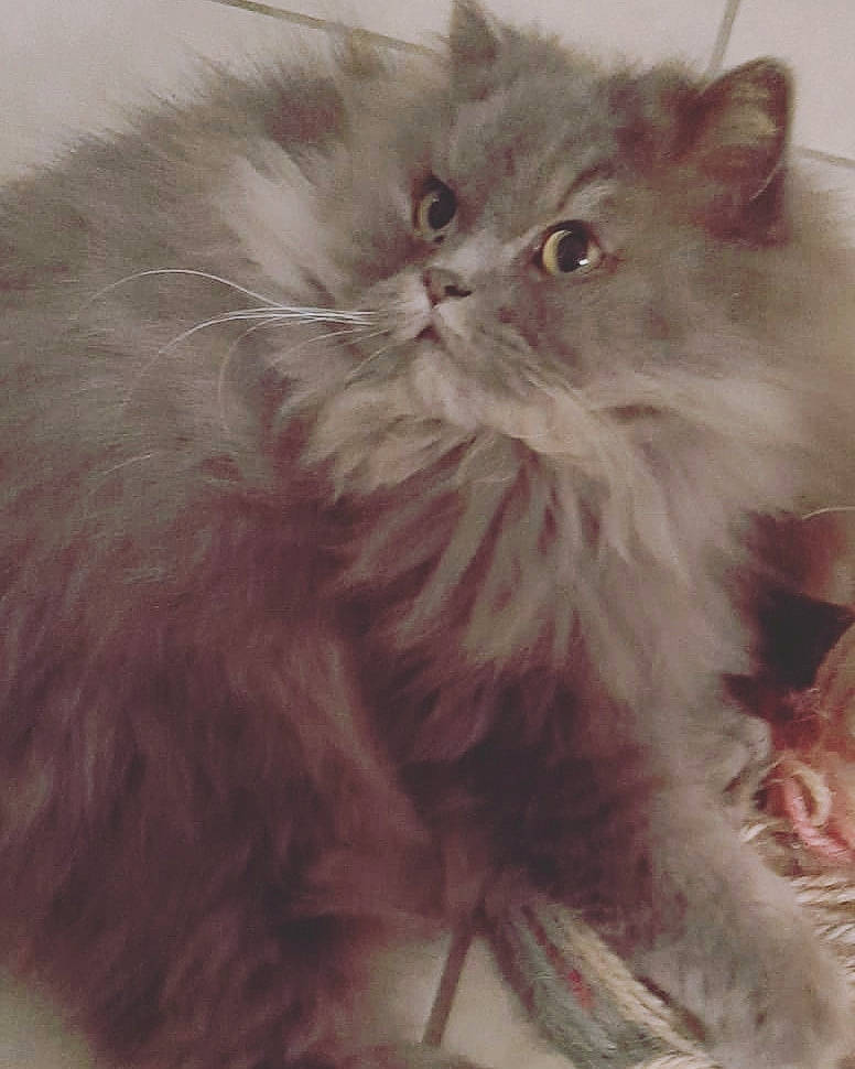 Anatole a rejoint le concours — aidez-le/la à gagner de superbes lots ! asian_semi_longhair, british_longhair, british_semi_longhair, carnivore, cat, domestic_long_haired_cat, eye, felidae, fur, himalayan, kitten, mammal, napoleon_cat, norwegian_forest_cat, persian, ragamuffin, siberian, small_to_medium_sized_cats, snout, whiskers