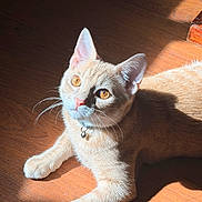 Levi is registered to the contest to win money with this photo: cat, kitten, animal, pet, feline, golden_eyes, whiskers, ears, bell_collar, short_hair, cream_fur, lying_down, paws, indoor, wooden_floor, sunlight, sunbeam, shadow, portrait, cute