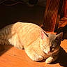 cat, sleeping, pet, feline, animal, indoors, sunlight, sunbeam, wooden_floor, wooden_chair, relaxed, cozy, orange_fur, short_hair, closed_eyes, paws, whiskers, portrait, warm_lighting, home