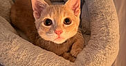 Levi is registered to the contest to win money with this photo: cat, kitten, ginger_cat, orange_fur, pet, animal, face, eyes, ears, whiskers, fluffy_bed, pet_bed, cozy, indoors, bedroom, warm_lighting, portrait, sitting, cute, close_up