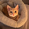cat, kitten, ginger_cat, orange_fur, pet, animal, face, eyes, ears, whiskers, fluffy_bed, pet_bed, cozy, indoors, bedroom, warm_lighting, portrait, sitting, cute, close_up