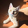 cat, pet, animal, feline, cream_fur, short_hair, yellow_eyes, pink_nose, whiskers, ears, collar, bell, lying_down, paws, sunlight, wooden_floor, indoor, shadow, portrait, relaxed