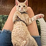 animal, blanket, cat, ears, feline, fur, ginger_cat, harness, indoor, jeans, kitten, lap, lying_down, orange_cat, paw_pads, paws, pet, sitting, whiskers, wide_eyes