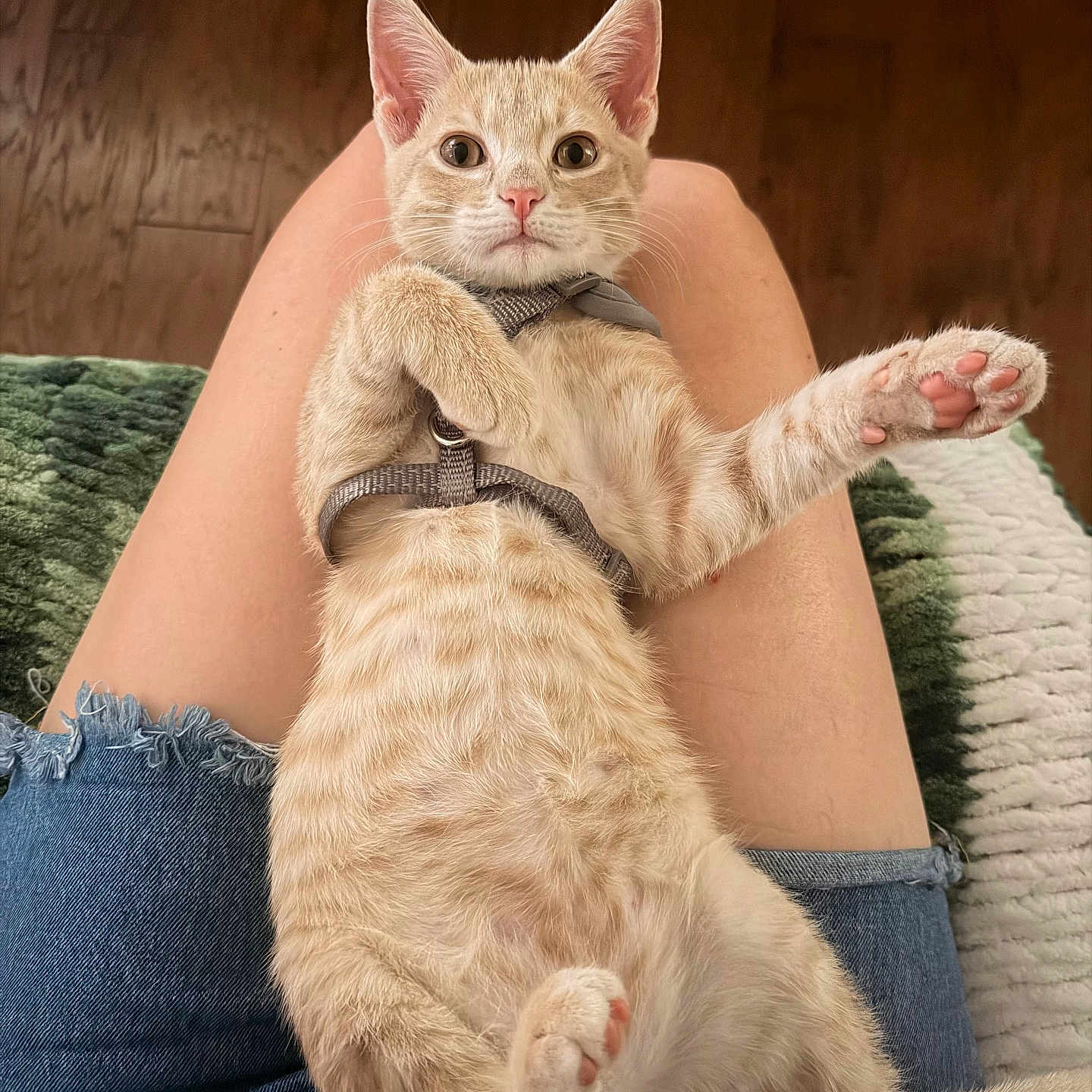Levi