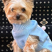 Buddy joined the competition — help win amazing prizes! dog, small_dog, sweater, blue_sweater, fur, pet, indoor, carpet, patterned_carpet, animal, cute, sitting, cozy, fluffy, portrait, domestic_animal, canine, furniture, home, comfort