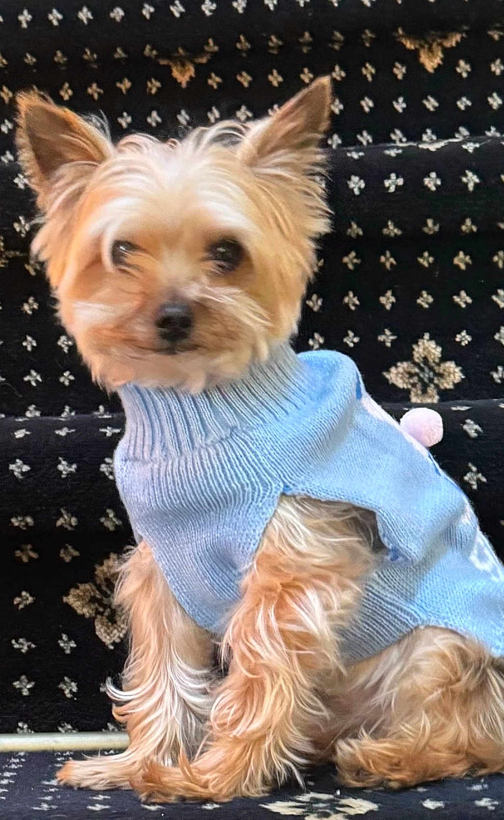 Buddy joined the competition — help win amazing prizes! dog, small_dog, sweater, blue_sweater, fur, pet, indoor, carpet, patterned_carpet, animal, cute, sitting, cozy, fluffy, portrait, domestic_animal, canine, furniture, home, comfort