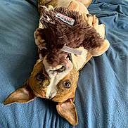 Chloe is registered to the contest to win money with this photo: animal, bed, blanket, brown, chew_toy, cute, dog, ears, fur, home, indoor, kong_cozie, lying_down, paws, pet, playful, relaxed, snout, toy, white