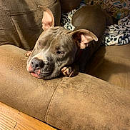 Nitro is registered to the contest to win money with this photo: dog, lounge, couch, brown, gray, pet, indoor, relaxed, blanket, ears, snout, wooden_floor, furniture, home, cozy, resting, animal, companion, nails, living_room