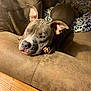 dog, lounge, couch, brown, gray, pet, indoor, relaxed, blanket, ears, snout, wooden_floor, furniture, home, cozy, resting, animal, companion, nails, living_room