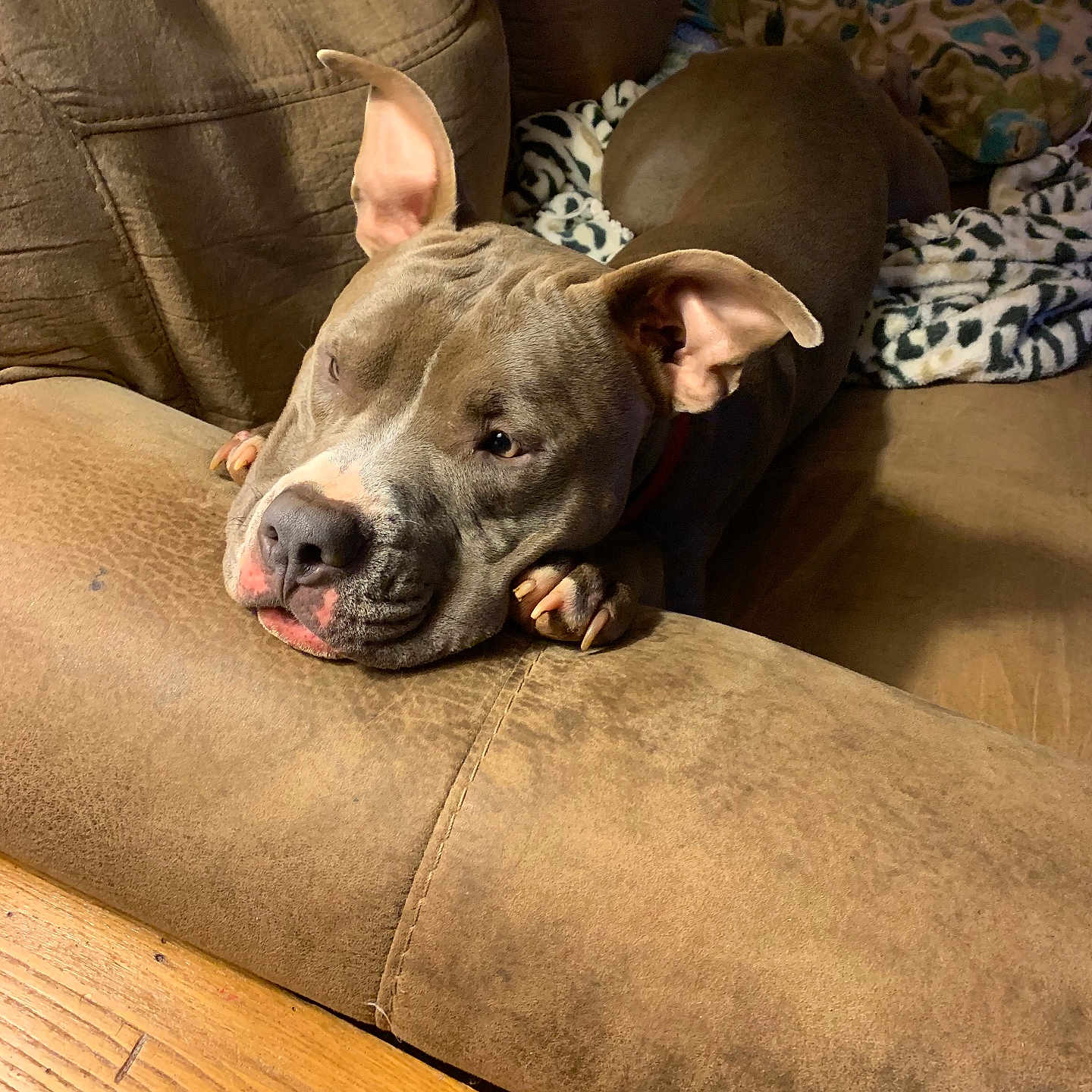 Nitro is registered to the contest to win money with this photo: animal, blanket, brown, companion, couch, cozy, dog, ears, furniture, gray, home, indoor, living_room, lounge, nails, pet, relaxed, resting, snout, wooden_floor