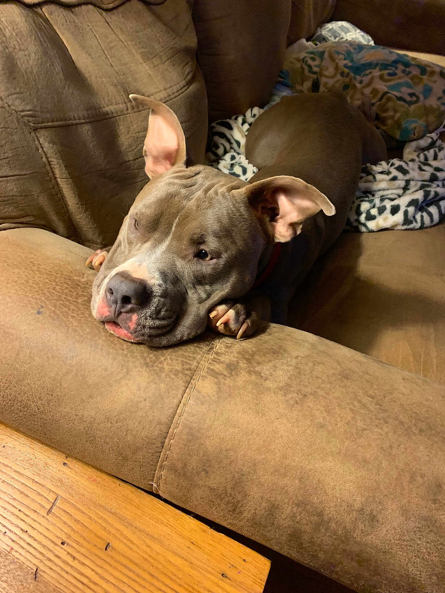 Nitro is registered to the contest to win money with this photo: dog, lounge, couch, brown, gray, pet, indoor, relaxed, blanket, ears, snout, wooden_floor, furniture, home, cozy, resting, animal, companion, nails, living_room