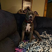Nitro is registered to the contest to win money with this photo: animal, black, blanket, brown, collar, couch, cozy, dog, furniture, home, indoor, lamp, living_room, mirror, pet, pit_bull, purple, resting, wall, white