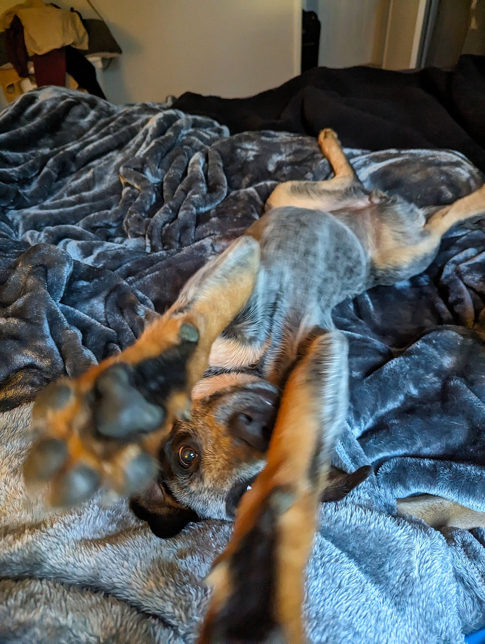 Tillie joined the competition — help win amazing prizes! bed, bedding, canidae, carnivore, comfort, companion_dog, denim, dog, dog_breed, flooring, fur, human_leg, linens, pattern, room, sporting_group, tail, textile, wood, wool