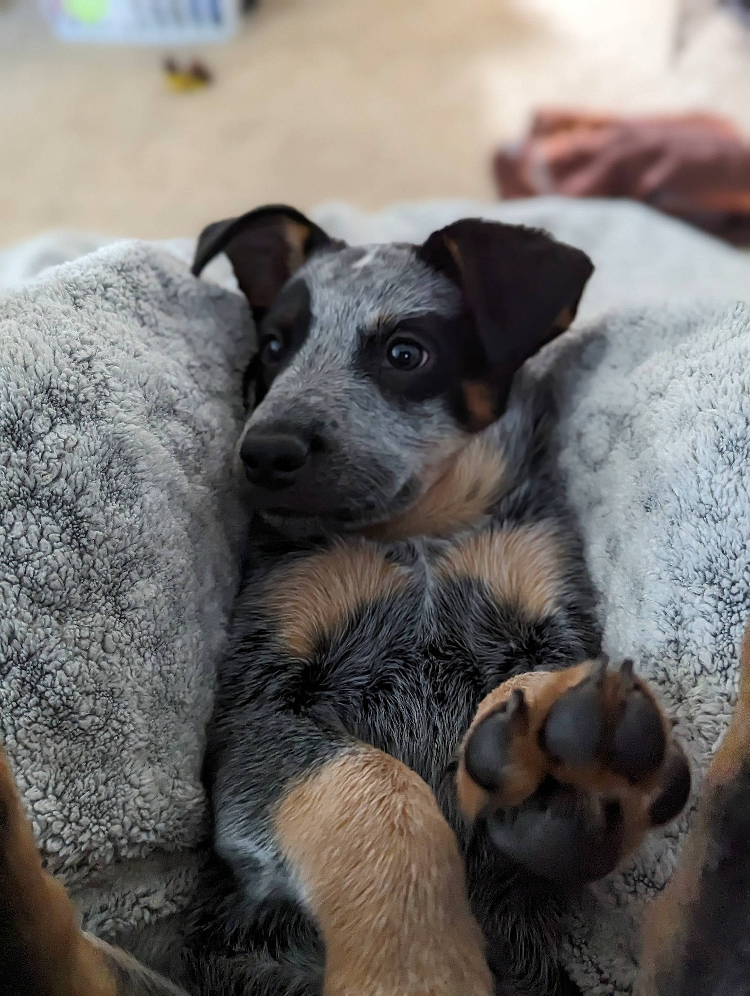 Tillie is registered to the contest to win money with this photo: canidae, carnivore, companion_dog, dog, dog_breed, fawn, fur, guard_dog, paw, rock, sporting_group, street_dog, terrestrial_animal, toy_dog, whiskers, working_dog