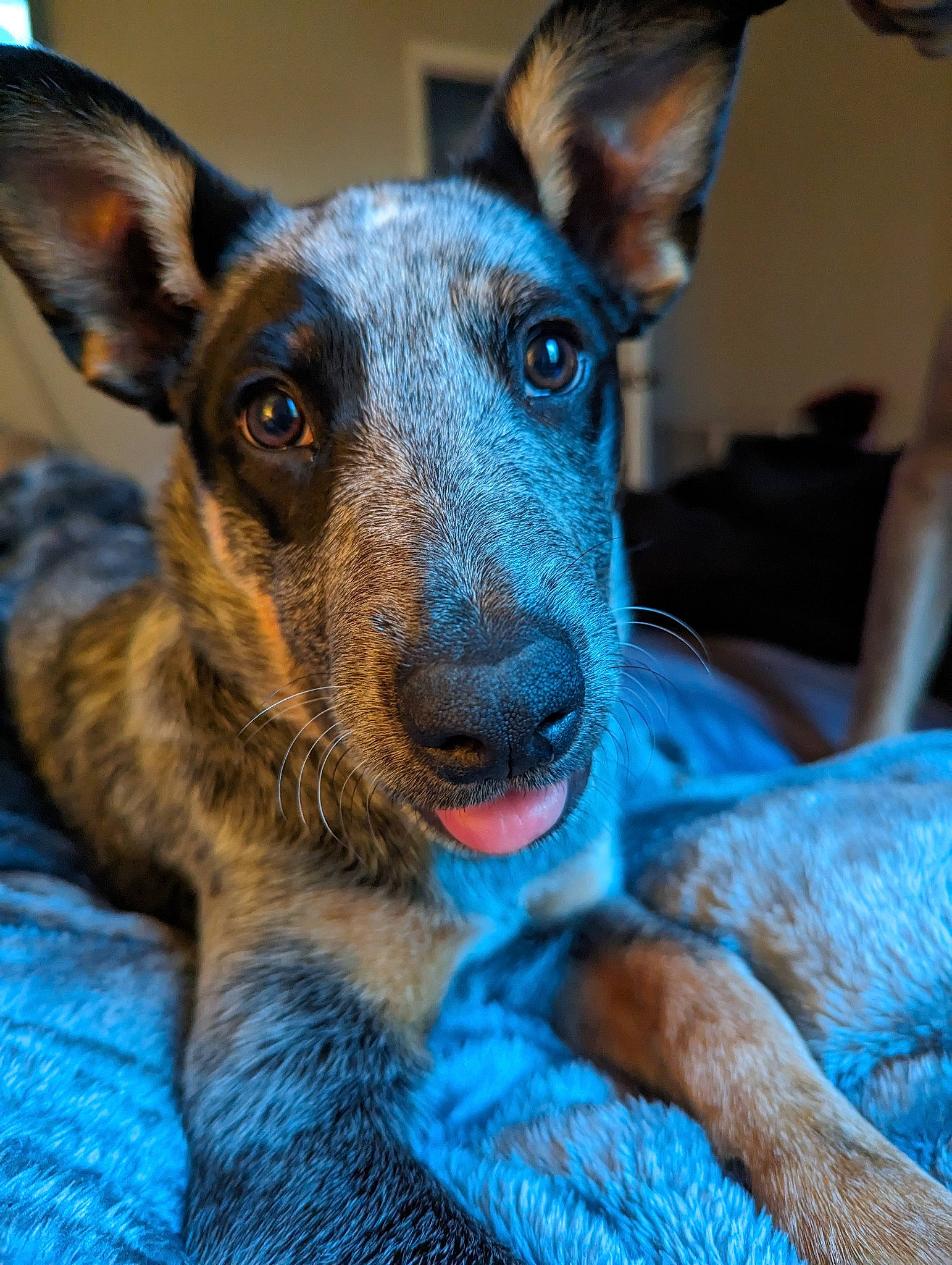 Tillie joined the competition — help win amazing prizes! canidae, carnivore, companion_dog, dog, dog_breed, ear, electric_blue, fawn, fur, snout, sporting_group, terrestrial_animal, toy_dog, whiskers, working_animal, working_dog