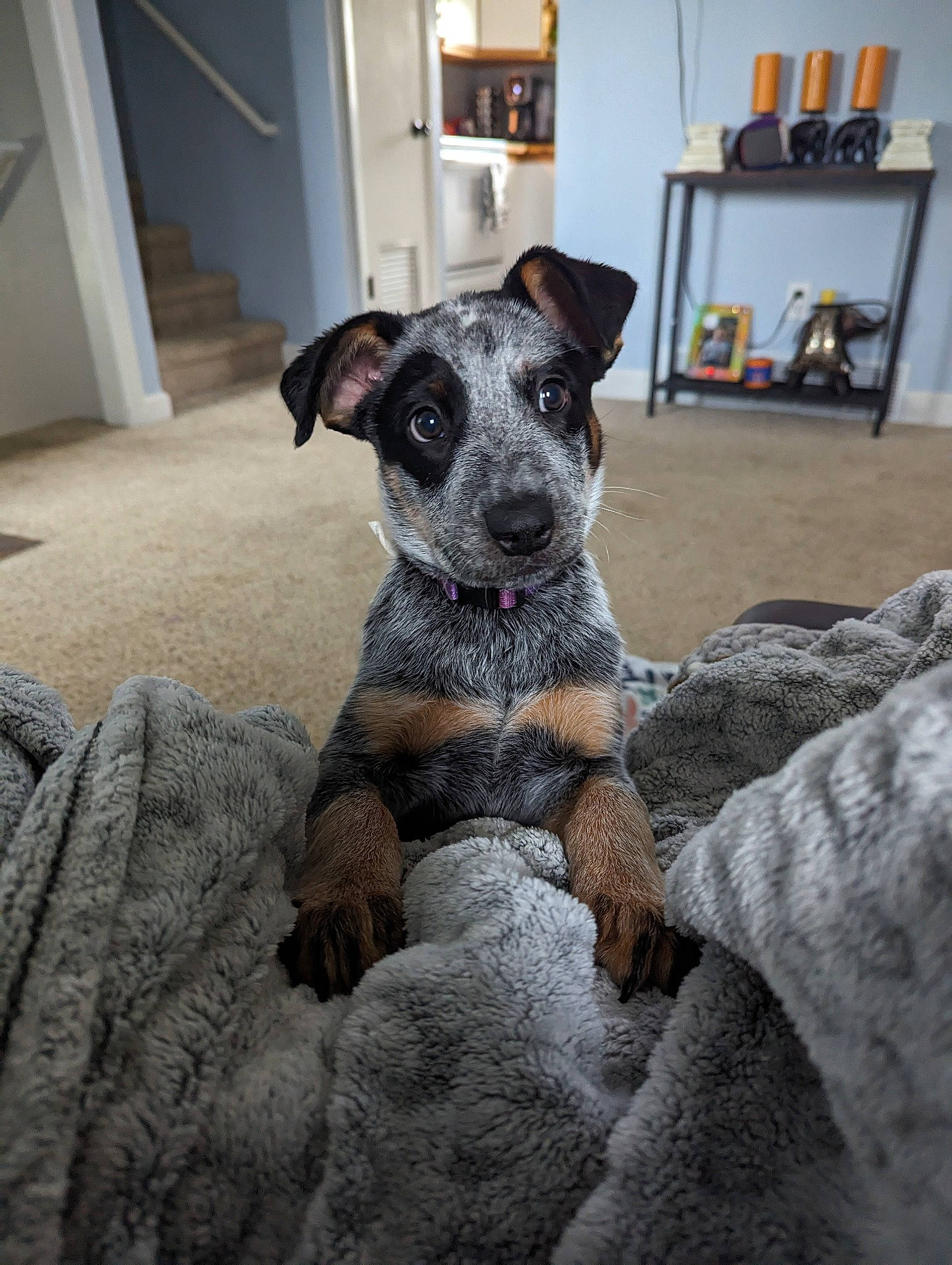 Tillie is registered to the contest to win money with this photo: canidae, carnivore, comfort, companion_dog, couch, dog, dog_breed, door, fawn, flooring, fur, grey, living_room, newspaper, picture_frame, room, snout, sporting_group, whiskers, working_animal