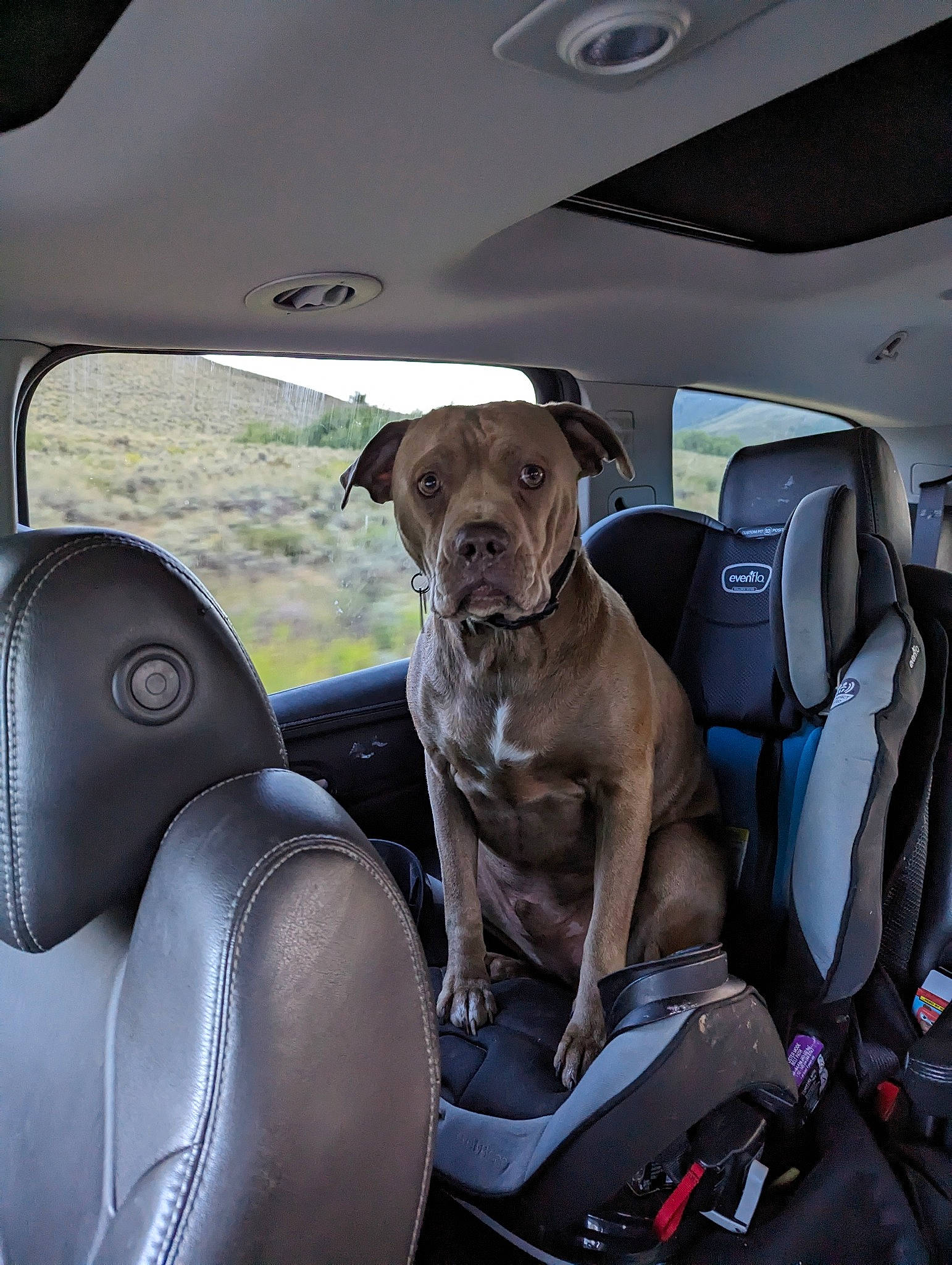 Cash joined the competition — help win amazing prizes! auto_part, automotive_design, automotive_exterior, automotive_mirror, car, car_seat, car_seat_cover, carnivore, companion_dog, dog, dog_breed, fawn, glass, head_restraint, motor_vehicle, personal_luxury_car, steering_wheel, vehicle, vehicle_door, window