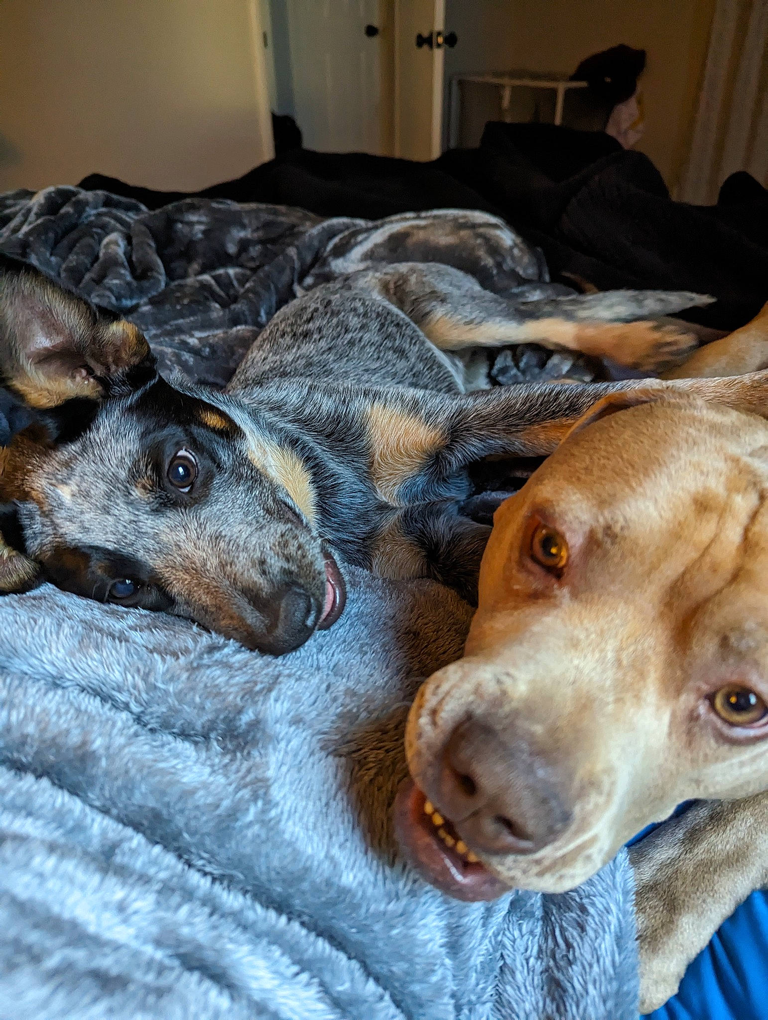 Cash is registered to the contest to win money with this photo: canidae, carnivore, collar, comfort, companion_dog, curtain, dog, dog_breed, dog_supply, ear, fawn, fur, guard_dog, lamp, liver, snout, sporting_group, terrestrial_animal, whiskers, working_animal