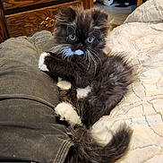 Ernesto Mupasin is registered to the contest to win money with this photo: animal, bed, belt, black_and_white, blanket, cat, clothing, cozy, cute, dresser, furniture, furry, human_leg, indoor, keys, kitten, lap, pet, relaxed, whiskers