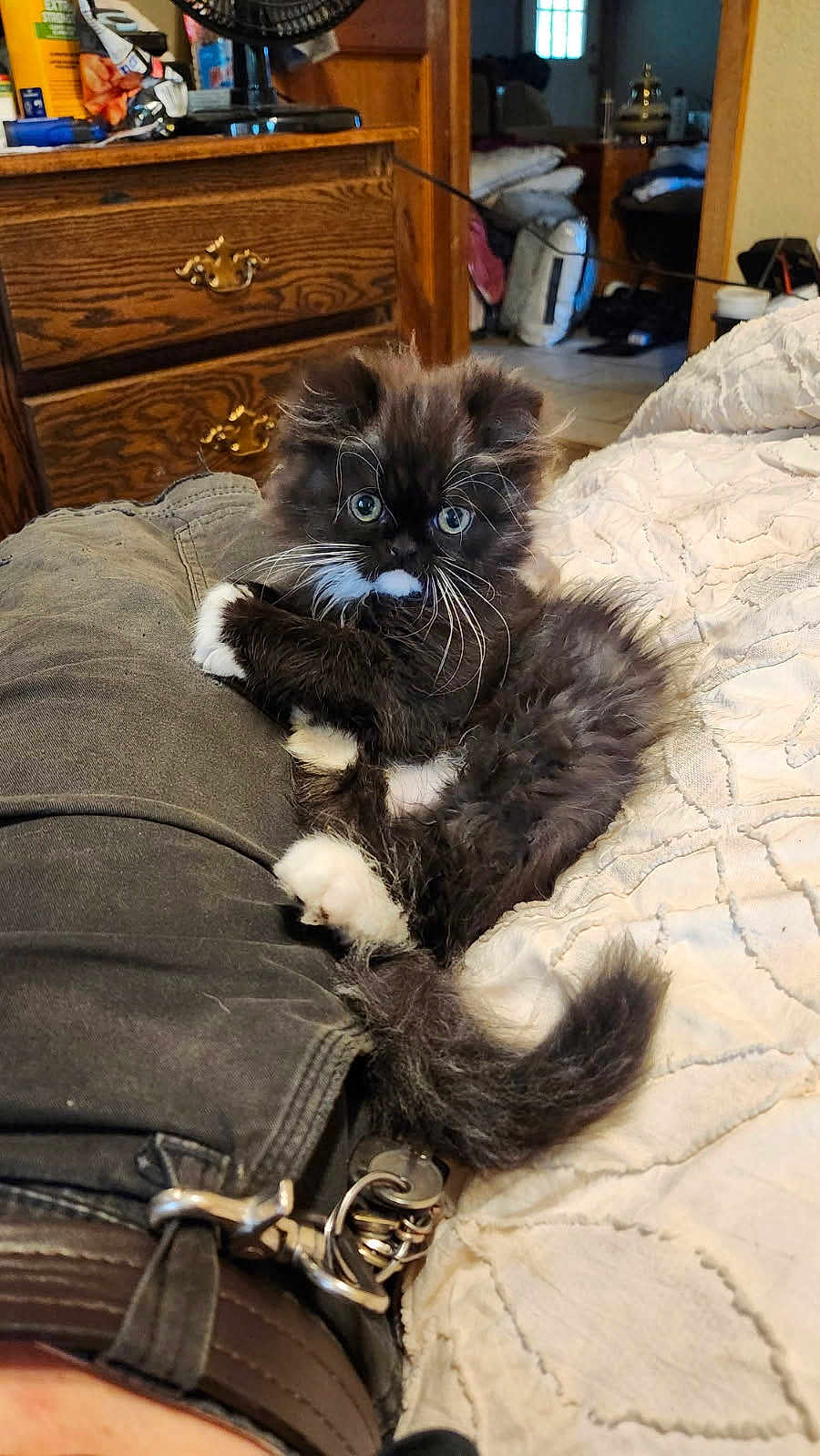 Ernesto Mupasin is registered to the contest to win money with this photo: animal, bed, belt, black_and_white, blanket, cat, clothing, cozy, cute, dresser, furniture, furry, human_leg, indoor, keys, kitten, lap, pet, relaxed, whiskers