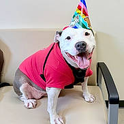 Eberle joined the competition — help win amazing prizes! animal, beige_chair, canine, celebration, cute, dog, friendly, happy, indoor, leash, party_hat, paw, pet, portrait, red_hoodie, sitting, smiling, tongue_out, well_groomed, white_wall