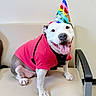 animal, beige_chair, canine, celebration, cute, dog, friendly, happy, indoor, leash, party_hat, paw, pet, portrait, red_hoodie, sitting, smiling, tongue_out, well_groomed, white_wall