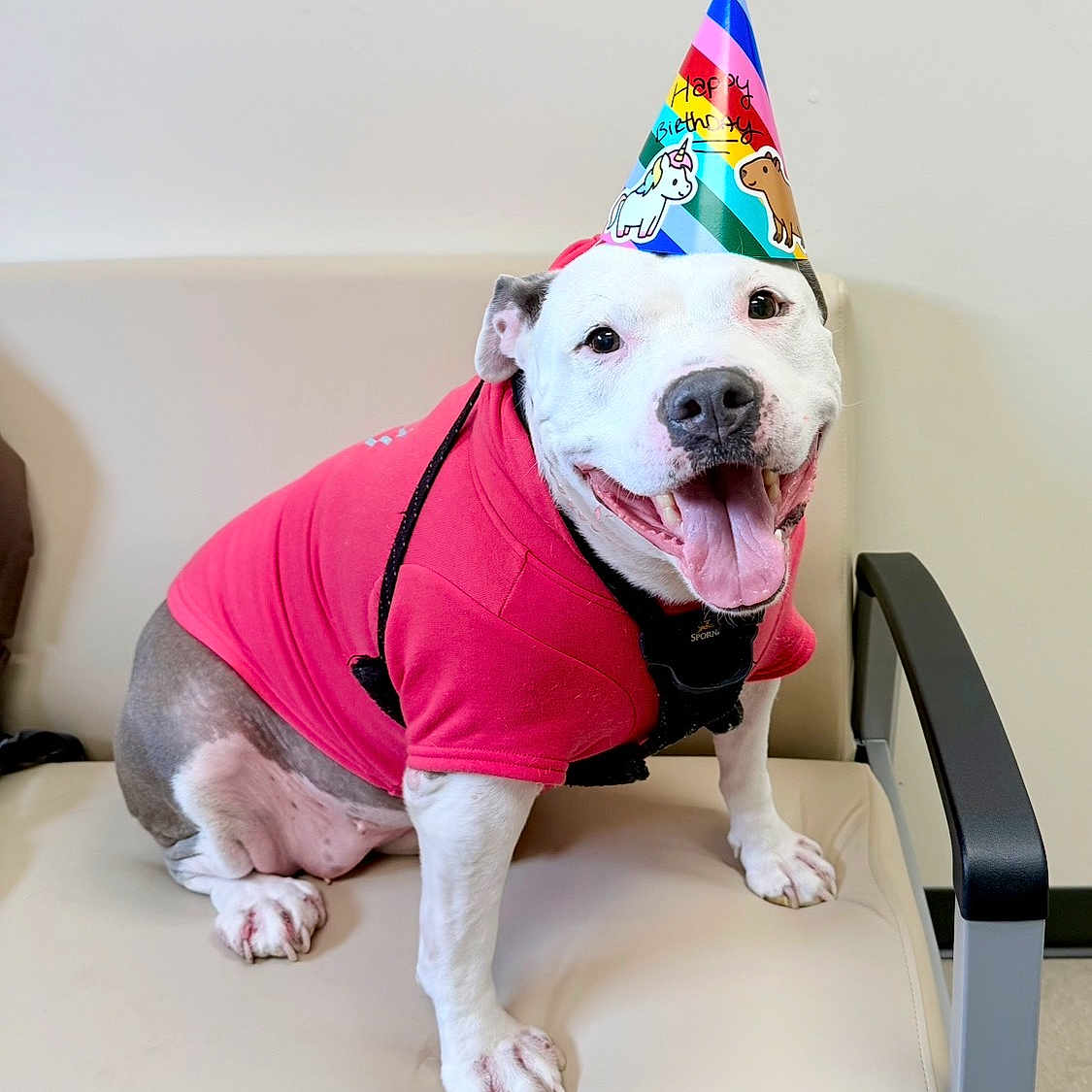 Eberle joined the competition — help win amazing prizes! animal, beige_chair, canine, celebration, cute, dog, friendly, happy, indoor, leash, party_hat, paw, pet, portrait, red_hoodie, sitting, smiling, tongue_out, well_groomed, white_wall