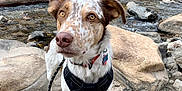 Finley joined the competition — help win amazing prizes! dog, outdoor, rocks, stream, water, nature, leash, harness, brown_eyes, speckled_fur, alert, standing, animal, pet, canine, landscape, daylight, fur_pattern, wilderness, curious