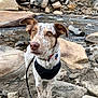 dog, outdoor, rocks, stream, water, nature, leash, harness, brown_eyes, speckled_fur, alert, standing, animal, pet, canine, landscape, daylight, fur_pattern, wilderness, curious