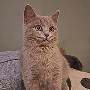 Normie is registered to the contest to win money with this photo: cat, feline, pet, amber_eyes, fluffy, sitting, indoor, cozy, fur, whiskers, ears, curious, animal, cute, domestic_cat, portrait, looking_away, soft_texture, close_up, calm