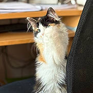 Yuna a rejoint le concours — aidez-le/la à gagner de superbes lots ! cat, calico, fluffy, paw, chair, indoor, furniture, desk, home, pet, cute, animal, whiskers, ears, fur, sitting, looking, curious, office, background