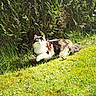 Yuna a rejoint le concours — aidez-le/la à gagner de superbes lots ! cat, calico_cat, outdoor, grass, shrubbery, sunlight, pet, animal, fur, greenery, nature, leash, exploring, curious, garden, daylight, mammal, domestic_animal, walking, playful