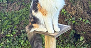 Yuna participe au concours pour gagner de l'argent avec cette photo : cat, calico_cat, fluffy, green_eyes, wooden_platform, ivy, bushes, greenery, outdoor, nature, grass, pet, animal, feline, curious, perched, long_tail, fur, daylight, garden