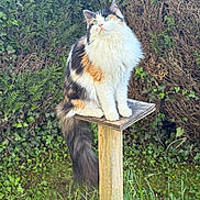 Yuna participe au concours pour gagner de l'argent avec cette photo : cat, calico, fluffy, green_eyes, wooden_platform, garden, ivy, bushes, grass, outdoor, nature, pet, animal, sitting, curious, feline, fur, tail, daylight, plant