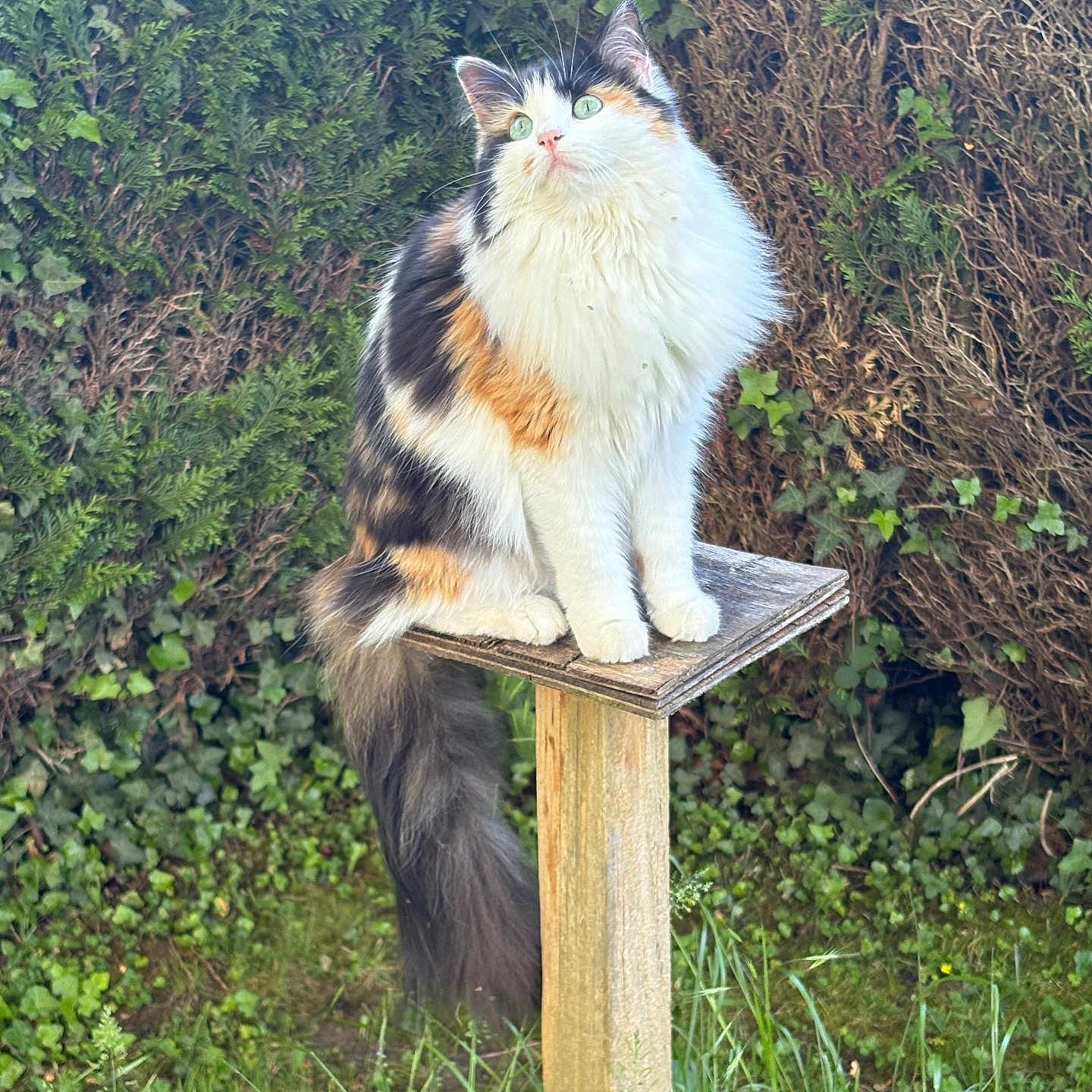 Yuna participe au concours pour gagner de l'argent avec cette photo : cat, calico, fluffy, green_eyes, wooden_platform, garden, ivy, bushes, grass, outdoor, nature, pet, animal, sitting, curious, feline, fur, tail, daylight, plant