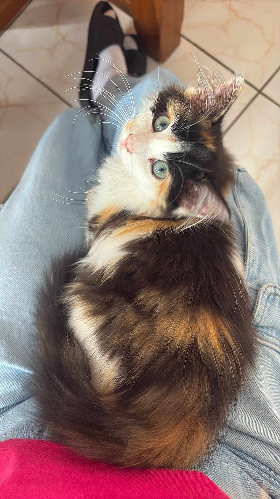 Yuna participe au concours pour gagner de l'argent avec cette photo : cat, calico, fluffy, green_eyes, lap, person, jeans, red_shirt, slippers, tiled_floor, whiskers, fur, indoor, pet, cute, relaxed, looking_up, tail, domestic_animal, cozy
