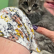 Sweet Pearl is registered to the contest to win money with this photo: animal, cat, close_up, cozy, cuddling, ears, face, floral_clothing, fluffy, fur, glasses, gray_cat, green_wall, indoors, kitten, paws, person, pet, portrait, whiskers