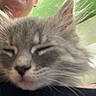 Sweet Pearl is registered to the contest to win money with this photo: animal, cat, close_up, colorful, ears, eyes, face, fluffy, fur, gray_fur, green_background, indoor, kitten, nose, person, pet, photography, portrait, sleepy, whiskers