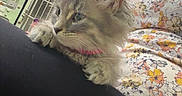Sweet Pearl is registered to the contest to win money with this photo: animal, cat, cute, ears, floral_clothing, fluffy, gray_fur, green_eyes, indoor, kitten, lap, long_hair, lying_down, paws, person, pet, pet_carrier, pink_collar, sitting, whiskers