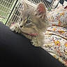 animal, cat, cute, ears, floral_clothing, fluffy, gray_fur, green_eyes, indoor, kitten, lap, long_hair, lying_down, paws, person, pet, pet_carrier, pink_collar, sitting, whiskers