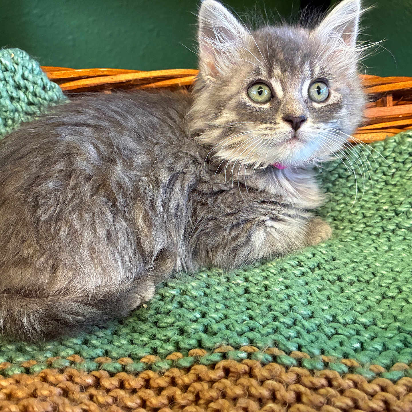 Sweet Pearl joined the competition — help win amazing prizes! animal, blue_eyes, cat, closeup, collar, cozy, ears, fluffy, gray_fur, green_blanket, green_eyes, indoor, kitten, knitted_texture, long_hair, lying_down, pet, portrait, sitting, whiskers