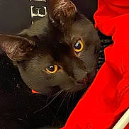 Milo is registered to the contest to win money with this photo: cat, black_cat, close_up, yellow_eyes, red_fabric, pet, animal, fur, whiskers, indoor, curious, face, portrait, looking, dark_background, texture, soft, cute, feline, domestic_cat