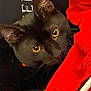 animal, black_cat, cat, close_up, curious, cute, dark_background, domestic_cat, face, feline, fur, indoor, looking, pet, portrait, red_fabric, soft, texture, whiskers, yellow_eyes