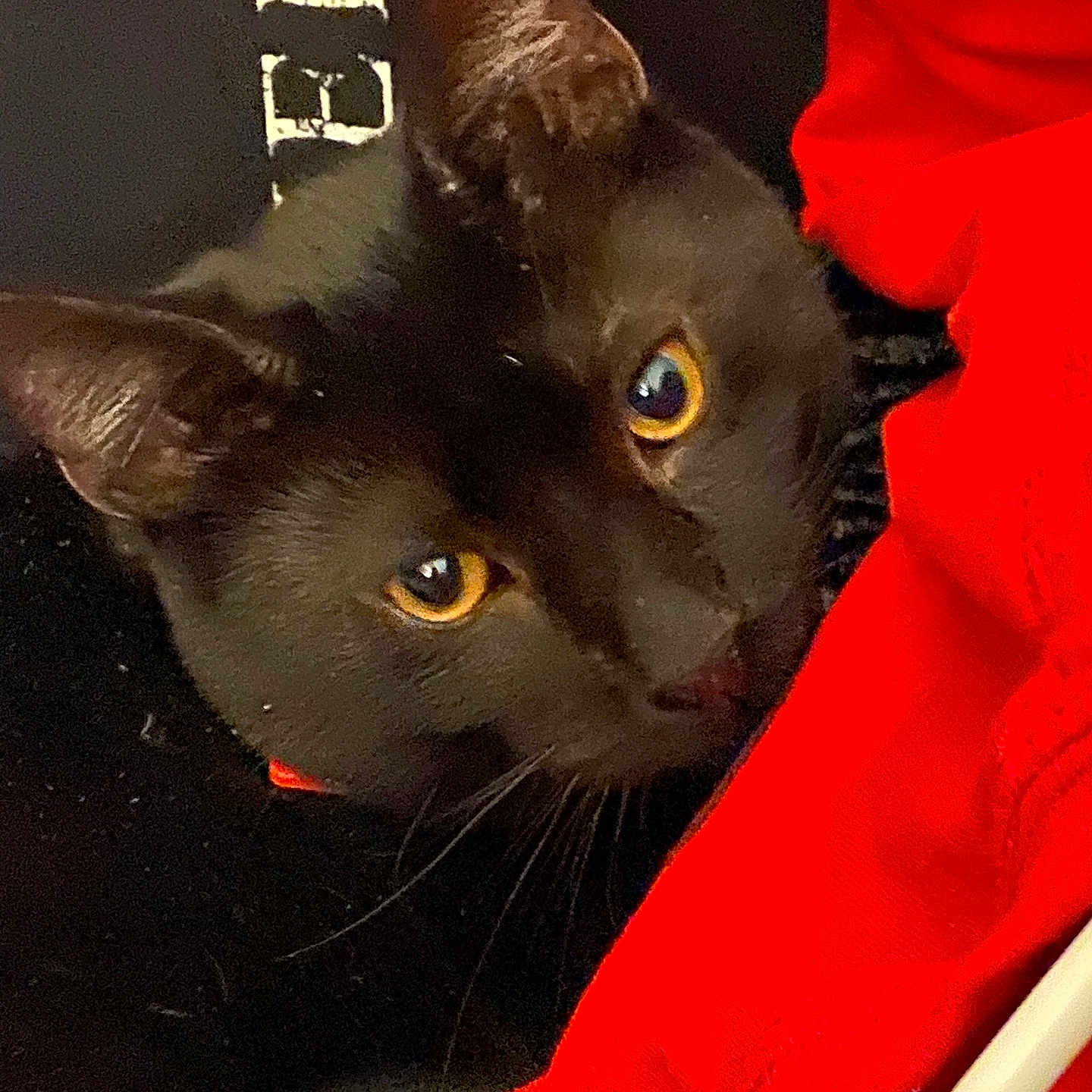 Milo is registered to the contest to win money with this photo: animal, black_cat, cat, close_up, curious, cute, dark_background, domestic_cat, face, feline, fur, indoor, looking, pet, portrait, red_fabric, soft, texture, whiskers, yellow_eyes