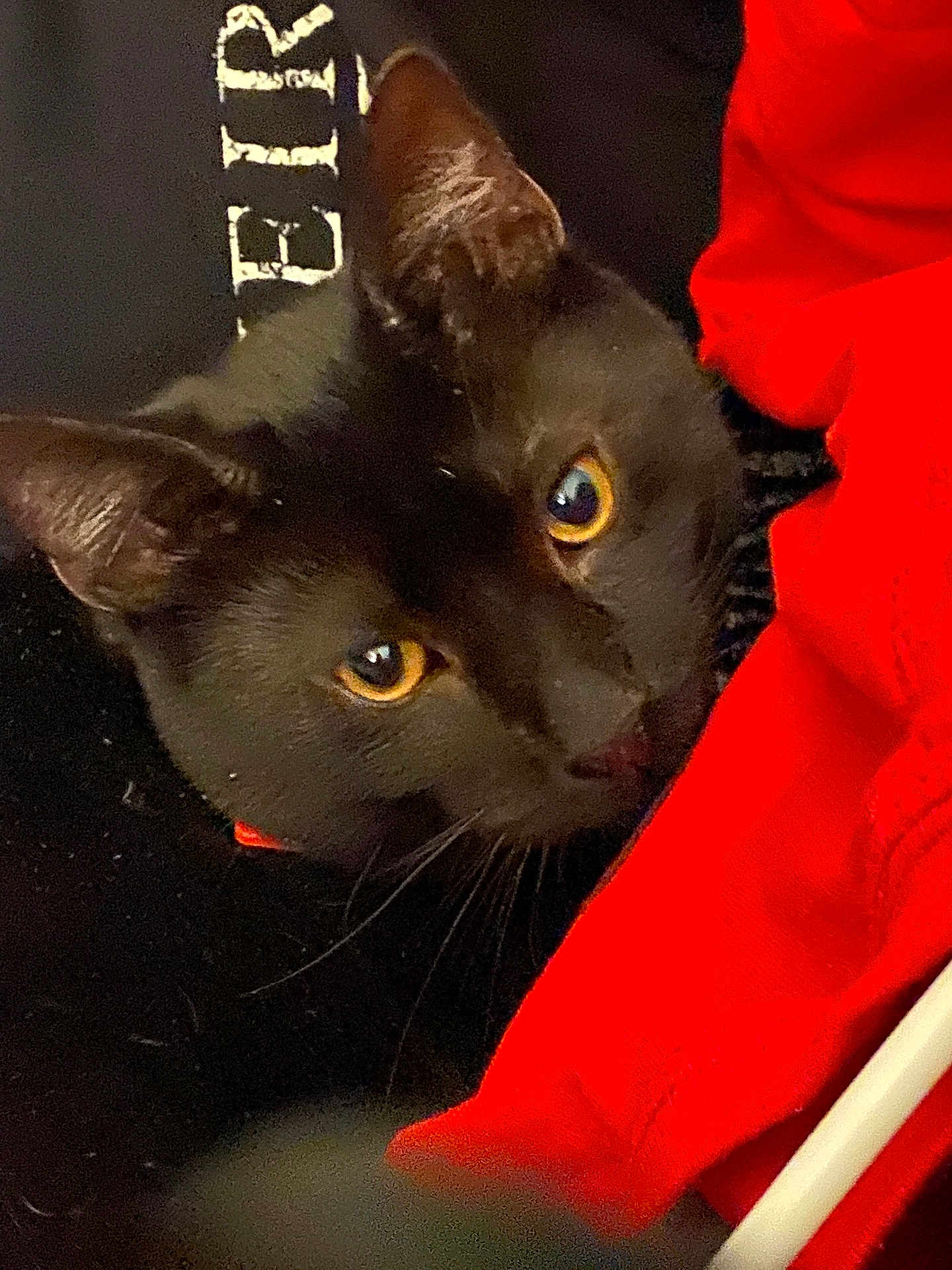 Milo
