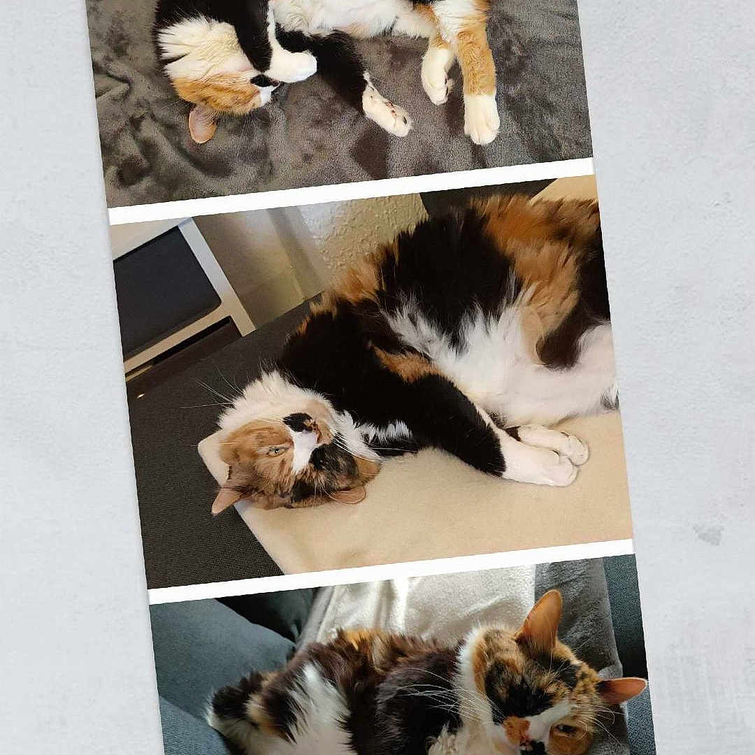 Mimi participe au concours pour gagner de l'argent avec cette photo : animal, blanket, calico_cat, cat, couch, cozy, cute, feline, fluffy, fur, home, indoor, laying, paw, pet, portrait, relaxed, resting, sleeping, whiskers