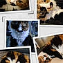 Mimi a rejoint le concours — aidez-le/la à gagner de superbes lots ! cat, calico, fluffy, collage, close_up, sleeping, curled_up, indoor, pet, feline, whiskers, fur, cute, relaxed, resting, animal, cozy, portrait, home, domestic