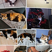 Mimi participe au concours pour gagner de l'argent avec cette photo : cat, calico_cat, feline, pet, indoor, resting, sleeping, couch, blanket, person, glasses, christmas_tree, decorations, home, floor, table, cozy, cute, relaxed, collage