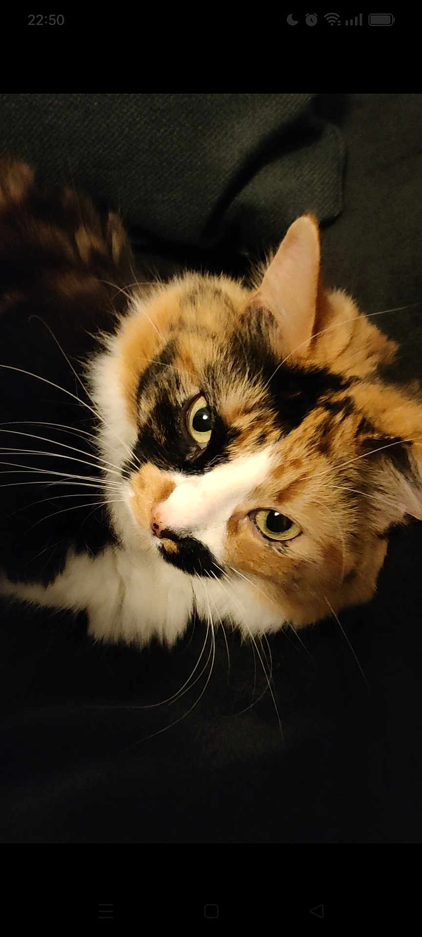 Mimi